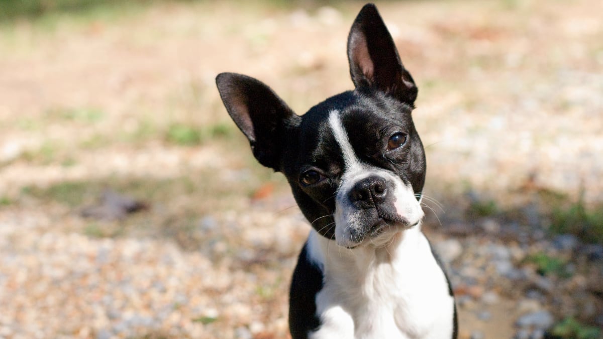 Are Boston Terriers Smart Dogs