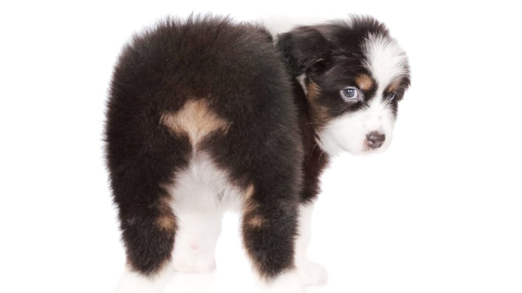 Aussie Puppy With Docked Tail