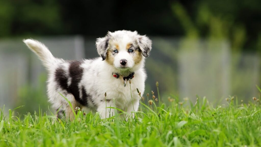 Aussie Shepherd Puppy with Full Tail