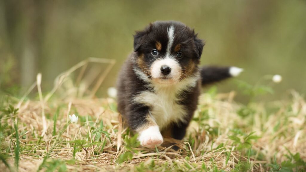 Look at the tail on this Aussie Shepherd Puppy