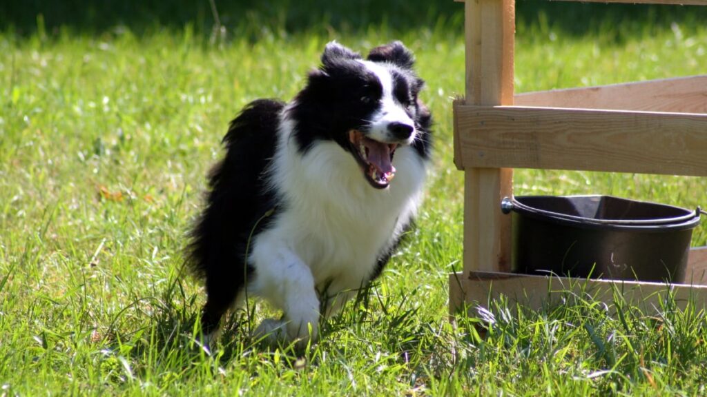 What do herding dog breeds need to be happy