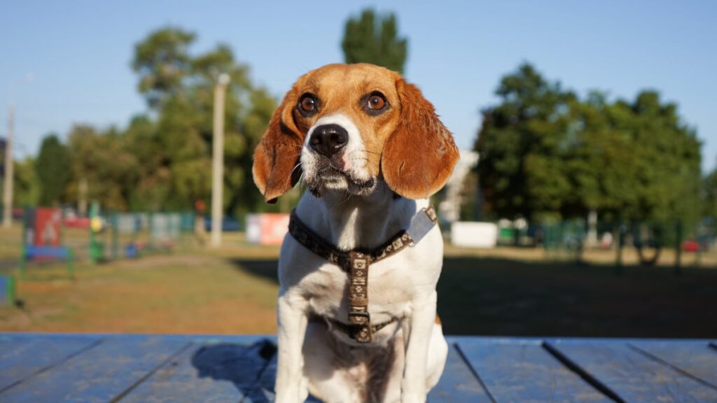 Why are beagles challenging to train