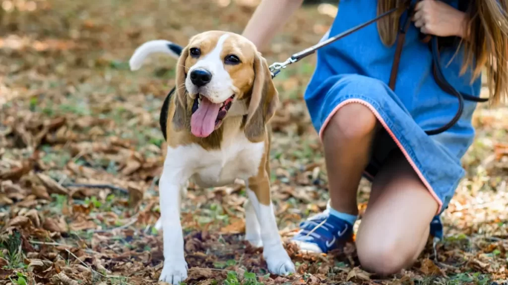 Are beagles a good family dog