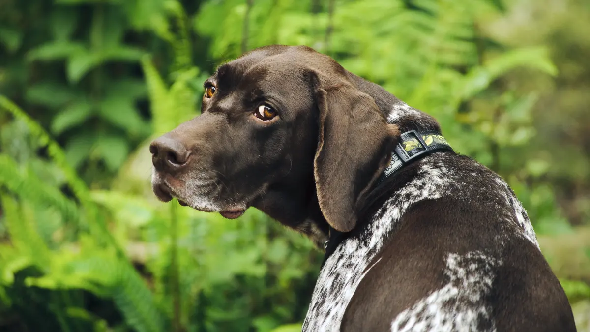 German Shorthaired Colors And Markings