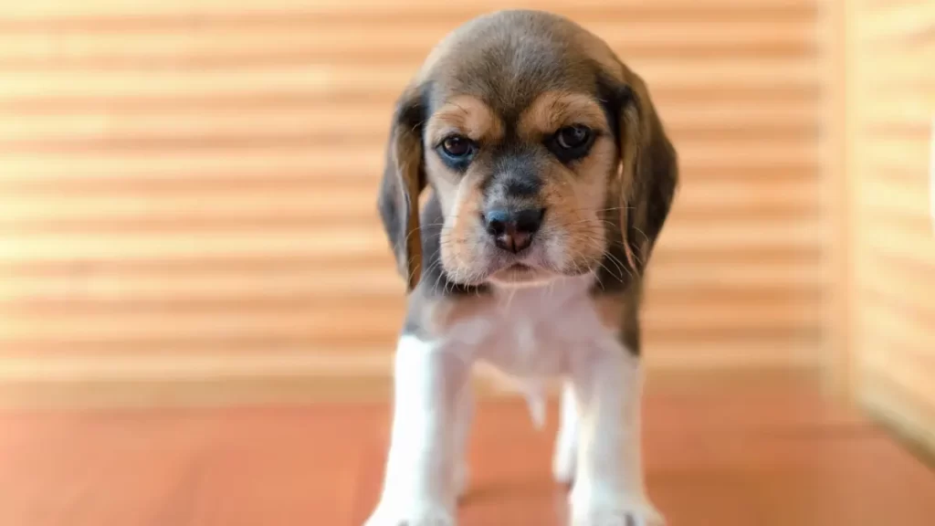 How to take care of a beagle puppy