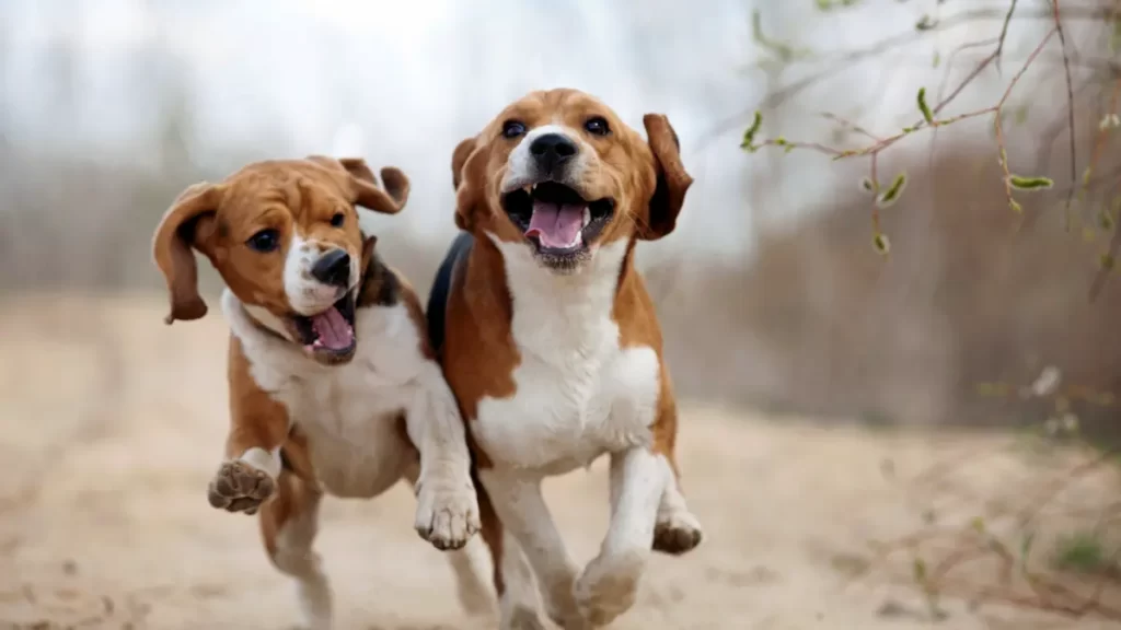 What care does a Beagle need?